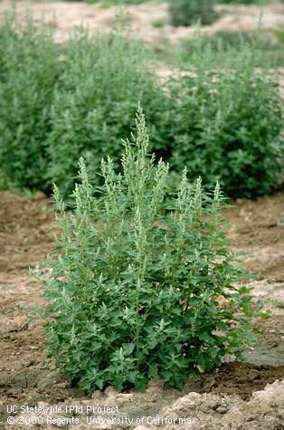 Mature plant of lambsquarters.