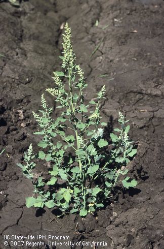 Common lambsquarters.