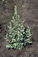 Common lambsquarters