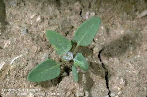 Seedling of lambsquarters.