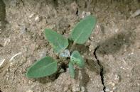 Common lambsquarters