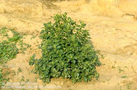 Mature plant of nettleleaf goosefoot, <I>Chenopodium murale</I><TT>.</TT>.