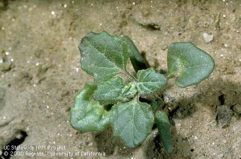 Seedling showing dark green, thick leaves with wavy margins and mealy surface; 3-81. Credit: Jack Kelly Clark