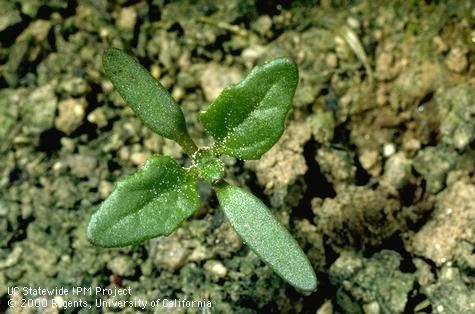 Seedling of nettleleaf goosefoot.