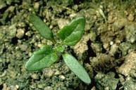 Nettleleaf goosefoot