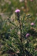 Canada thistle