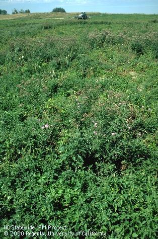 Infestation of Canada thistle.