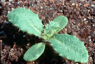 Seedling of Canada thistle, <I>Cirsium arvense</I><TT>.</TT>.