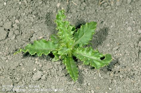 Seedling of Canada thistle, <I>Cirsium arvense</I><TT>.</TT>.