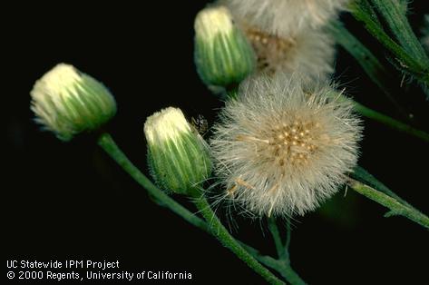 Flower of flaxleaf fleabane, hairy fleabane, <I>Conyza bonariensis</I><TT>.</TT>.