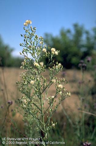 Flower of flaxleaf fleabane, hairy fleabane.