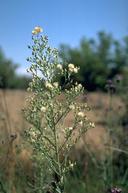 Hairy fleabane