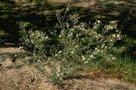 Hairy fleabane