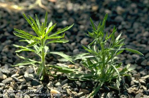 Seedling of flaxleaf fleabane, hairy fleabane.