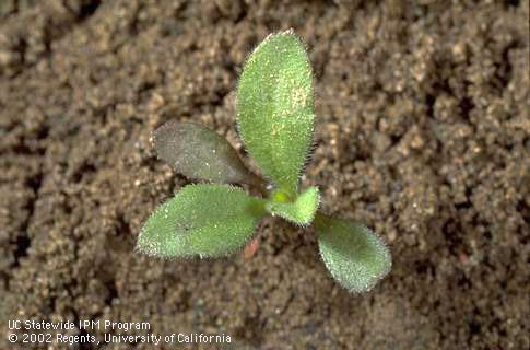 Seedling of hairy fleabane, <I>Conyza bonariensis,</I> at the four-leaf stage. 