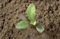 Seedling of hairy fleabane, Conyza bonariensis, at the four-leaf stage.