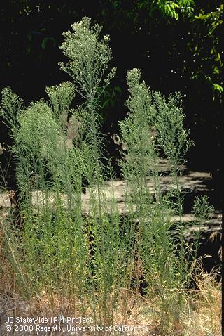 Mature plant of horseweed, marestail.