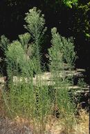 Horseweed