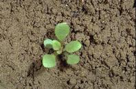 Seedling of horseweed, Conyza canadensis, at the four-leaf stage.