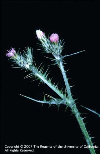 Flower heads of Italian thistle. Credit: Joseph M. DiTomaso