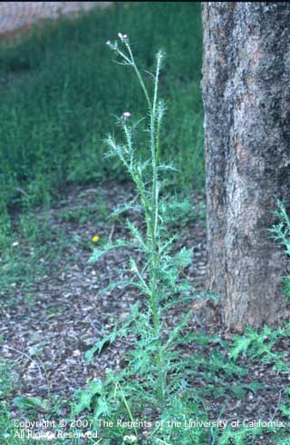Mature plant of Italian thistle (Carduus pycnocephalus). Credit: Joseph M. DiTomaso