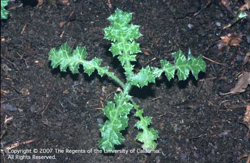 Italian thistle seedling leaves alternate to form a basal rosette. Credit: Joseph M. DiTomaso