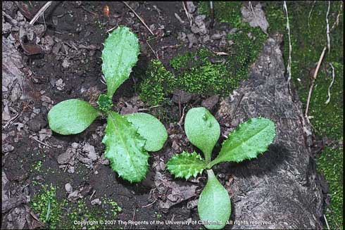 Cotyledons (seed leaves) of Italian thistle, <i>Carduus pycnocephalus,</i> are hairless, dull, and oval-shaped. True leaves are prickly and toothed.