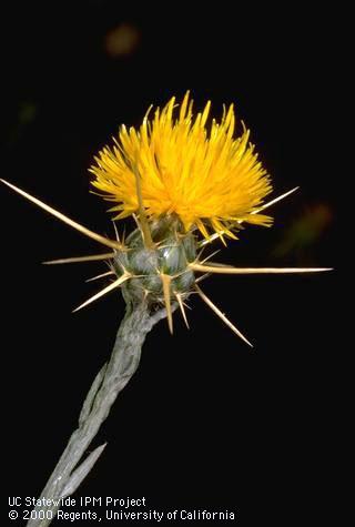 Flower of yellow starthistle.