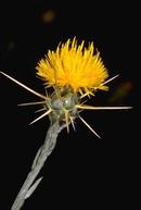 Yellow starthistle flower.