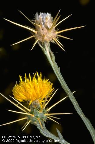 Closeup of flower at full bloom (left) and at seed dispersal (right). Credit: Jack Kelly Clark