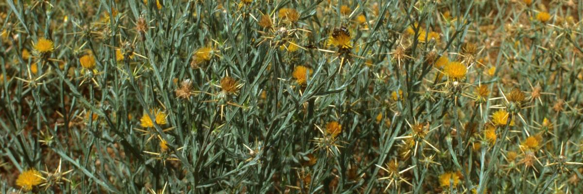 Plants covered in spiky yellow flowers. Credit: Jack Kelly Clark, UC IPM
