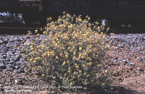 Mature plant of yellow starthistle, <i>Centaurea solstitialis</i>.