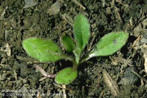 Seedling of yellow starthistle.