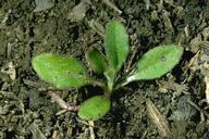 Seedling of yellow starthistle.