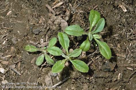 Seedling of yellow starthistle.