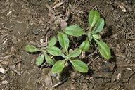 Yellow starthistle