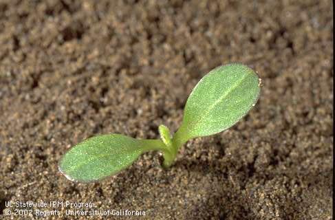 Seedling of yellow starthistle, <I>Centaurea solstitialis,</I> at the cotyledon stage. 