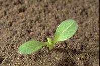 Seedling of yellow starthistle, Centaurea solstitialis, at the cotyledon stage.