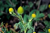 Pineapple weed