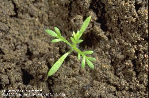 Seedling of pineapple-weed, <I>Chamomilla suaveolens,</I> at the four-leaf stage. 