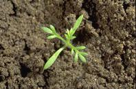 Pineappleweed seedling