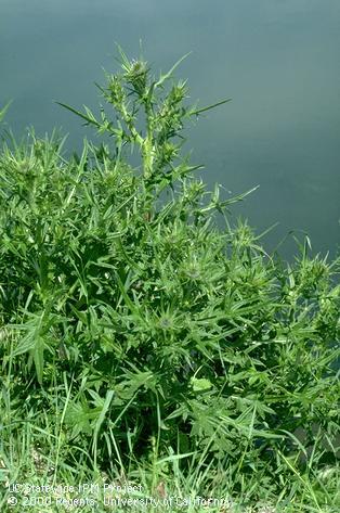 Mature plant of bull thistle.