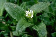 Mouseear chickweed