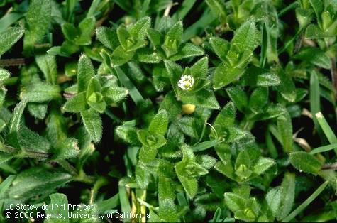 Mature mouseear chickweed foliage and flower.