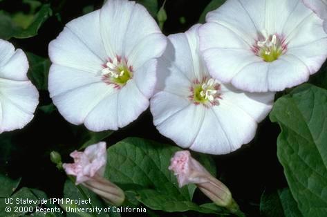 Flower of field bindweed, wild morning-glory.