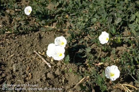 Flower of field bindweed, wild morning-glory.