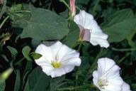 Field bindweed