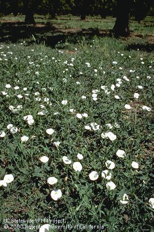 Infestation of field bindweed, wild morning-glory.