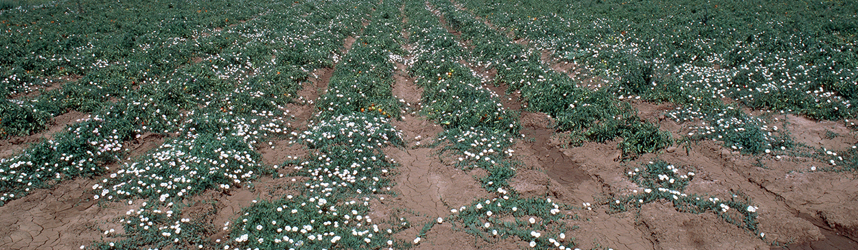 Infestation of field bindweed, wild morning-glory, Convolvulus arvensis.