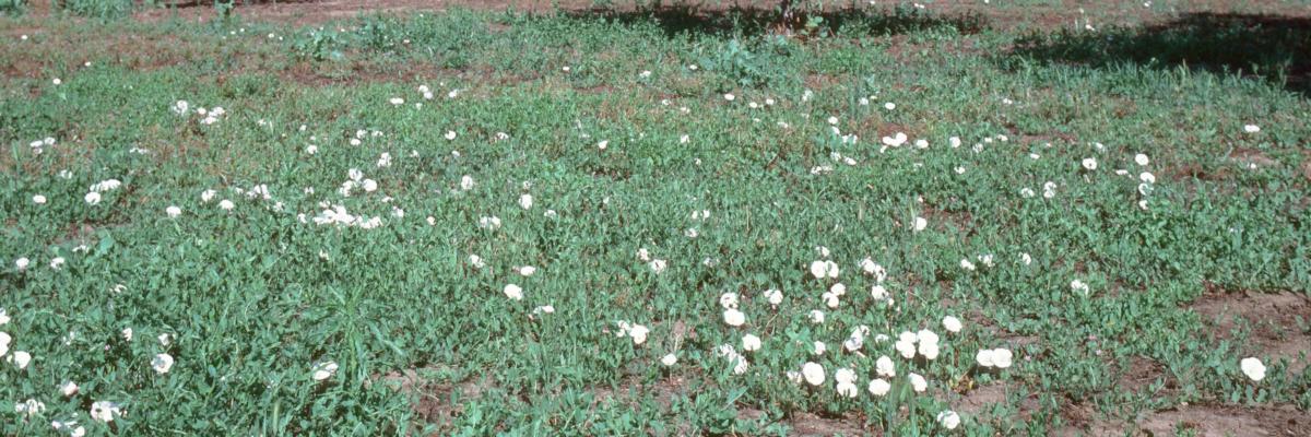 Infestation of field bindweed, wild morning-glory, Convolvulus arvensis.  Credit: Jack Kelly Clark Infestation showing white flowers; . Credit: Jack Kelly Clark